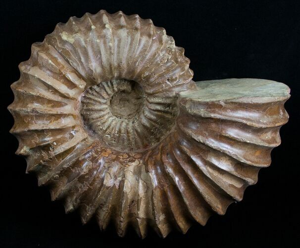 Wide Mantelliceras Ammonite - Very Heavy #6403